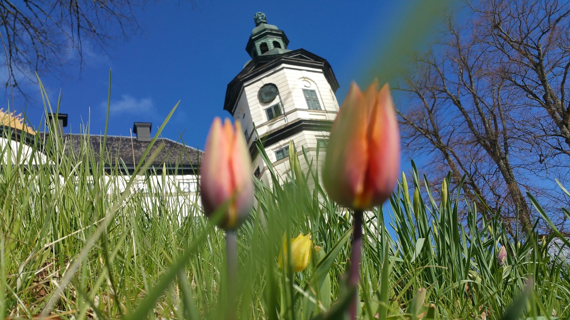 Tulips in the foreground and Skokloster Castle in the background.