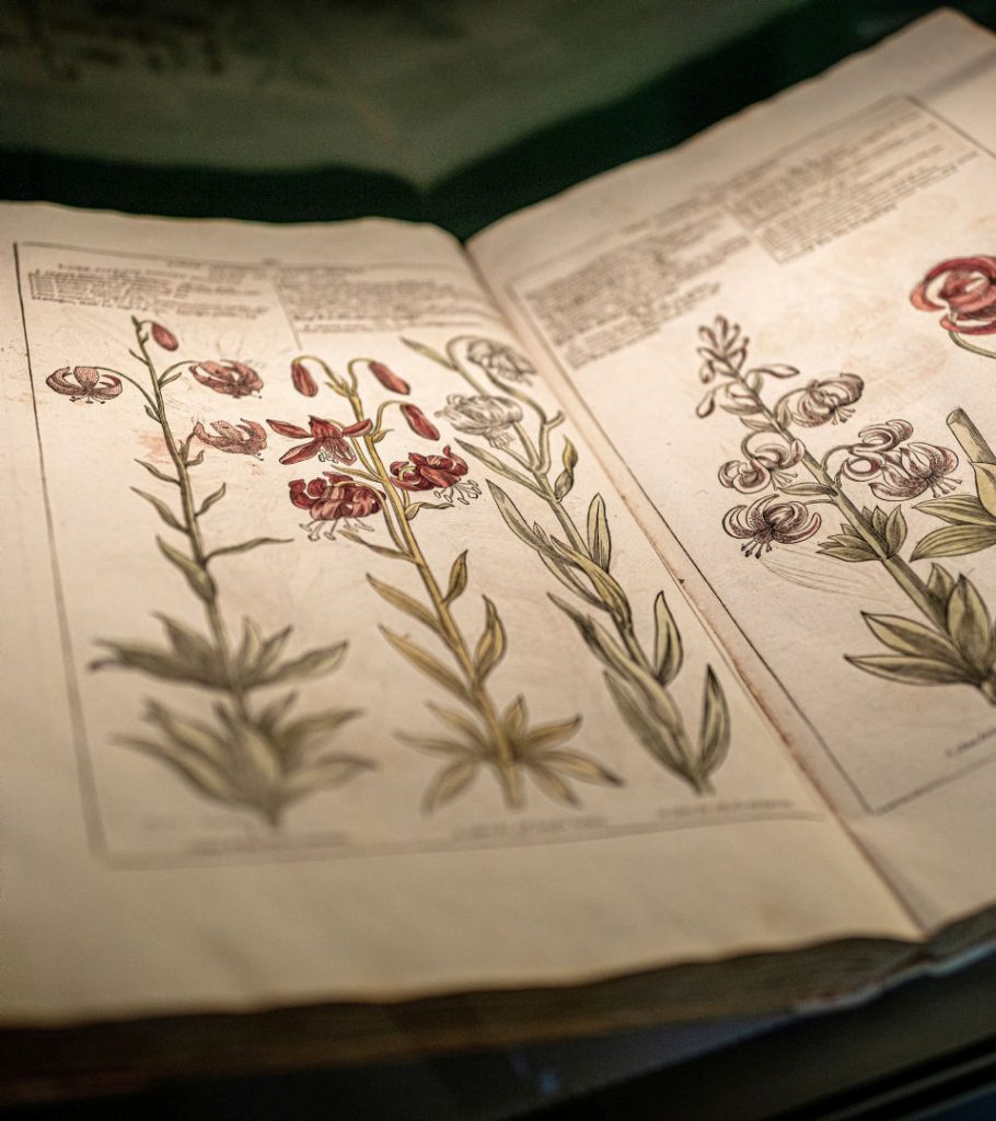  Page in old book with cartoon pictures of flowers.