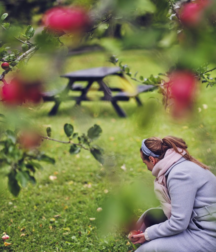 En person plockar röda äpplen som ramlat ned i gräset.