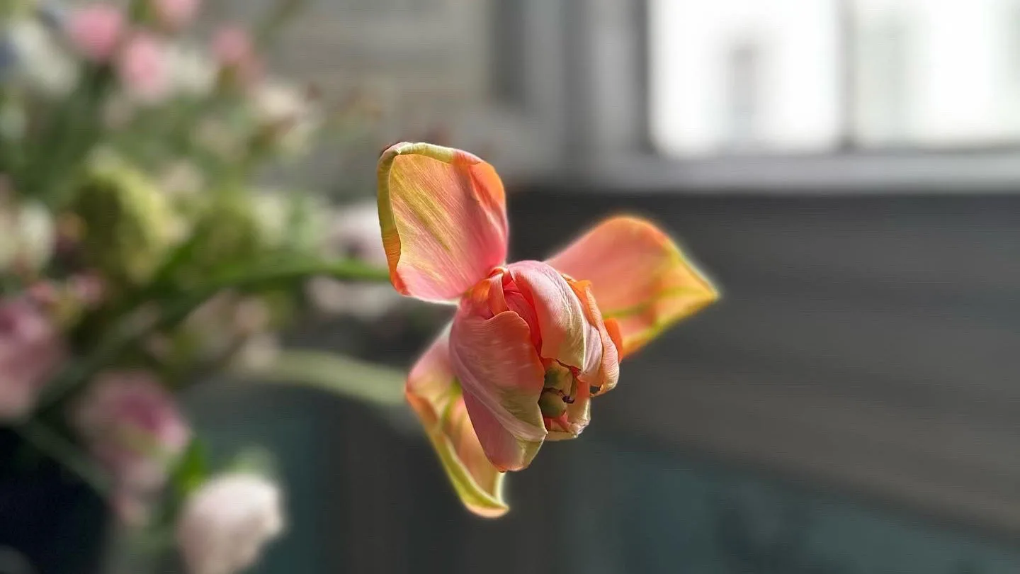 A close-up of a tulip.